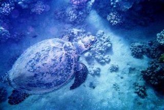  Discover scuba diving 